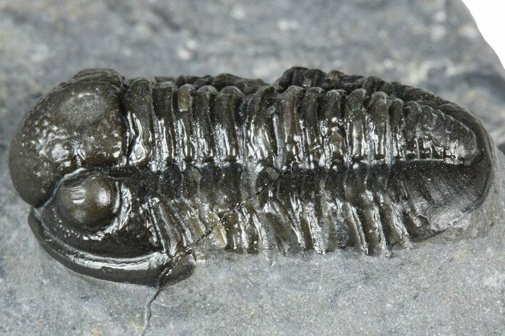 Detailed Gerastos Trilobite Fossil - Morocco #363954